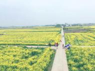 河南旅游策劃:荊門百里花如海，春風(fēng)相約緣是你